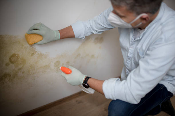 Best Industrial Mold Remediation in Boonsboro, MD